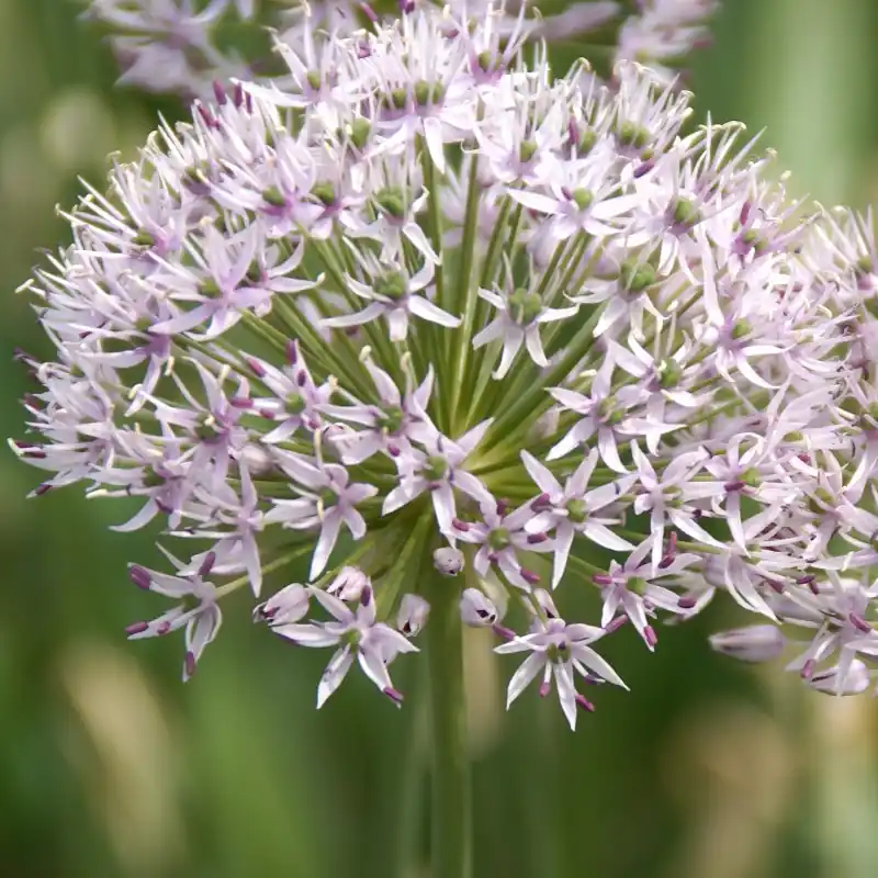 Voeg toe aan winkelwagen - Allium hollandicum ‘Album‘
