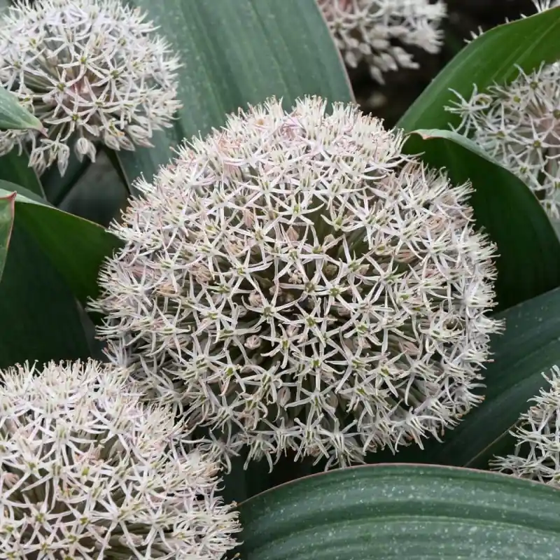 Allium karataviense | Actieprijs