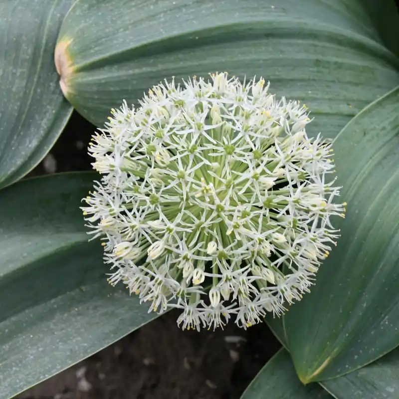 Allium karataviense ‘Ivory Queen‘ - Superprijs