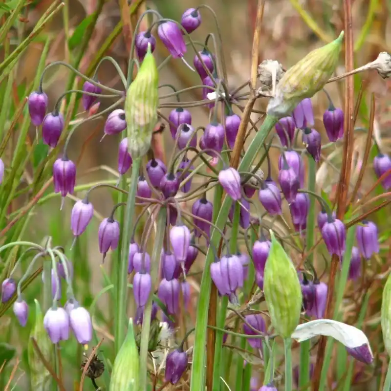 Allium macranthum - Deal