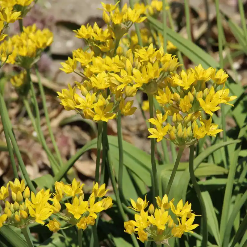 Allium moly ‘Jeannine‘ - Scherpe prijs