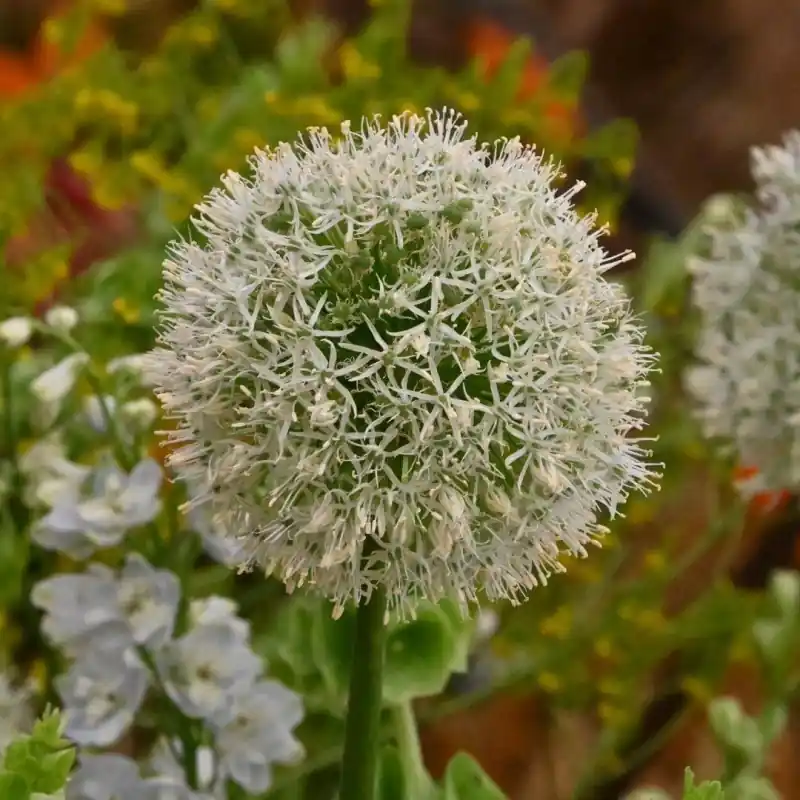 Voordeelprijs - Allium ‘Mount Everest‘