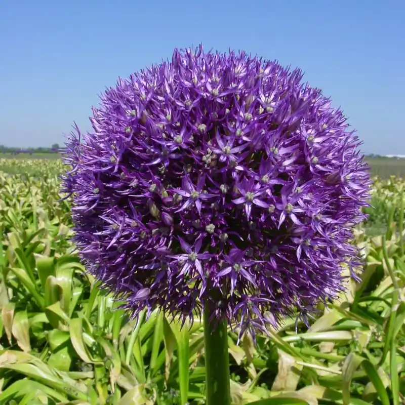 Allium ‘Pinball Wizard‘ - Klaar voor verzending