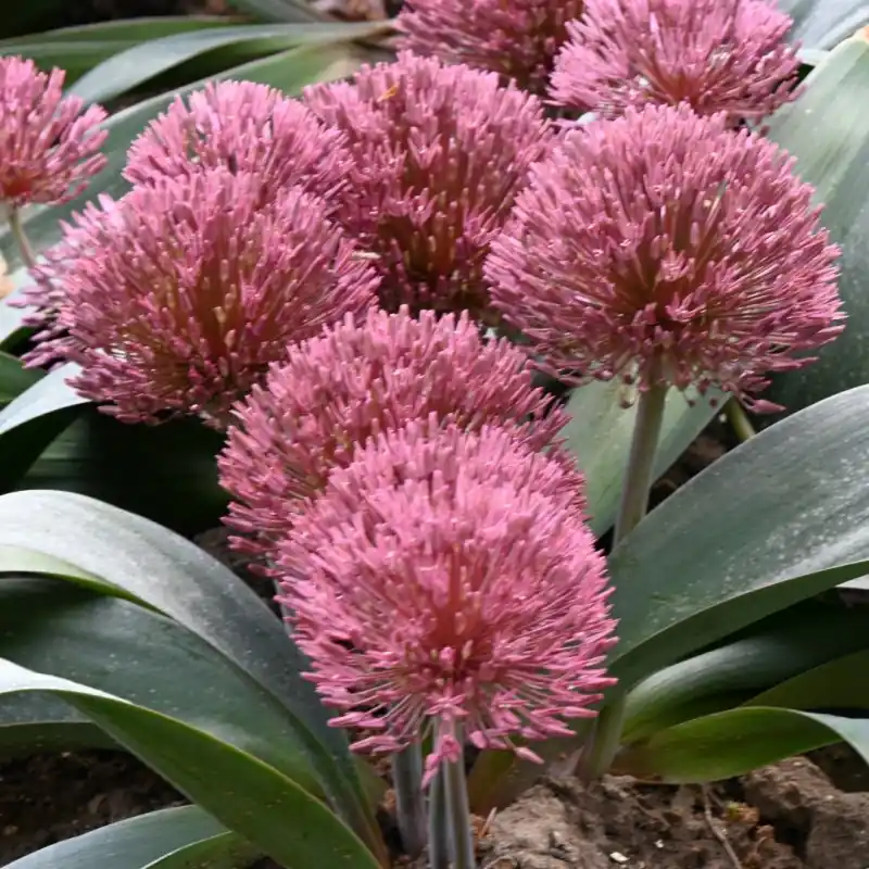 Flitsaanbieding - Allium nevskianum