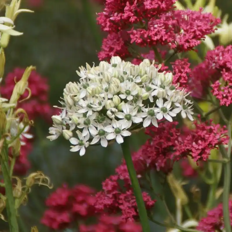 Bespaar nu - Allium nigrum