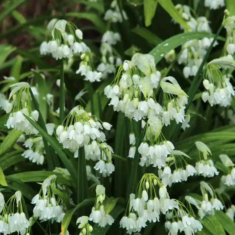 Allium paradoxum var. normale | Direct van de fabrikant