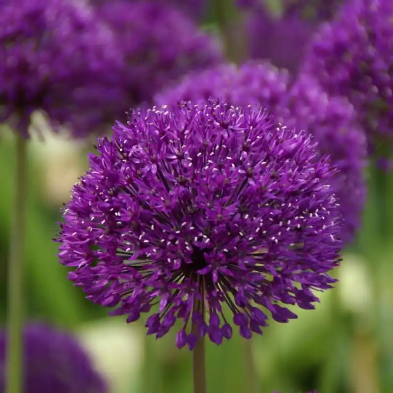 Allium ‘Purple Sensation‘ | Premiumkwaliteit