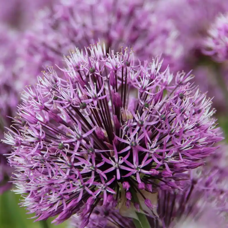 Nieuw in het assortiment | Allium rosenbachianum ‘Early Emperor‘