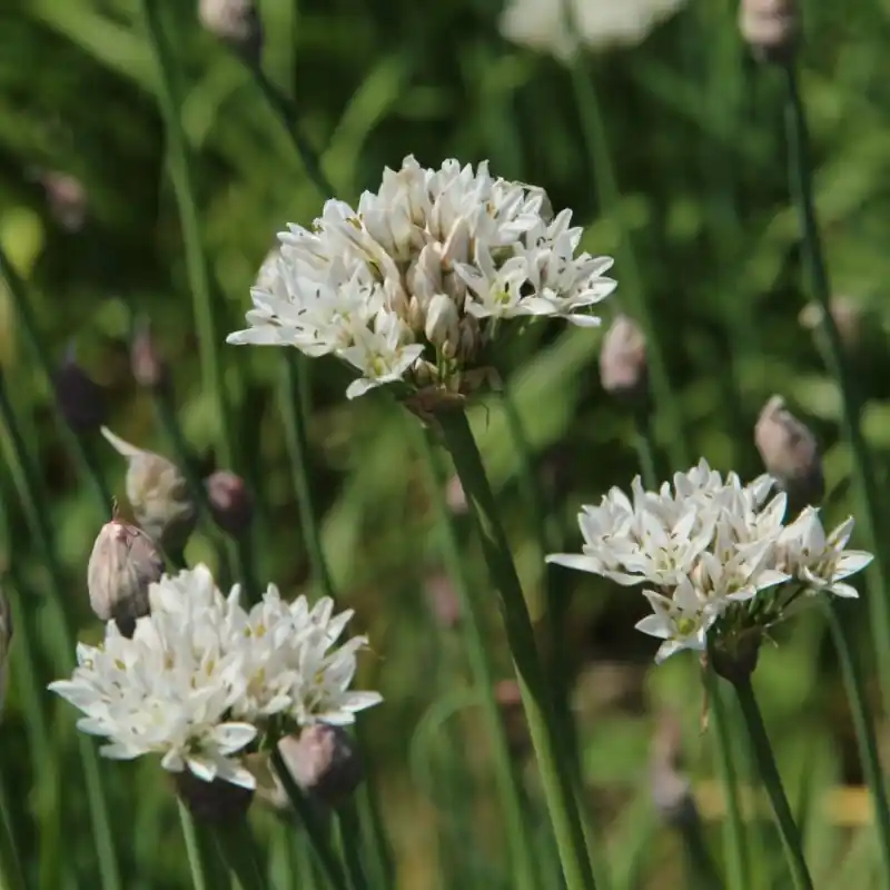 Allium ramosum - Net binnen