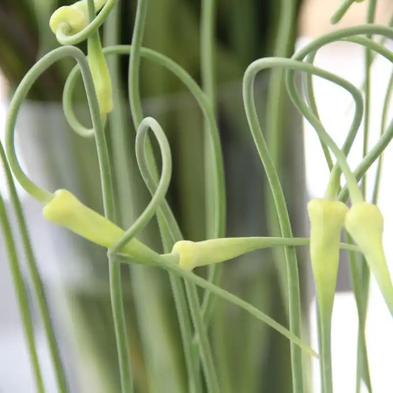 Direct leverbaar - Allium sativum v. ophioscorodon
