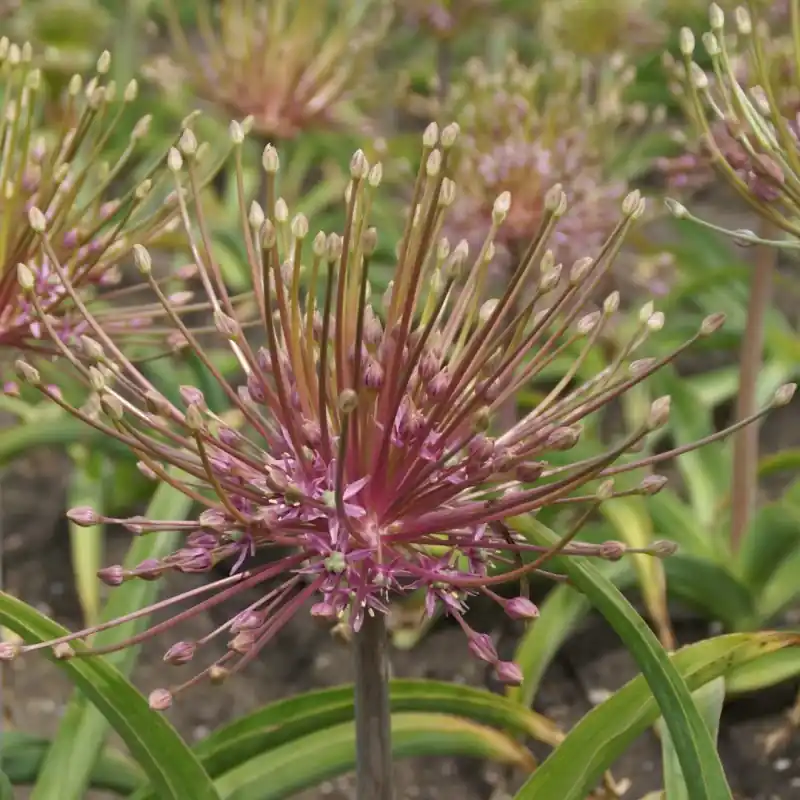 Allium schubertii | Beperkte voorraad