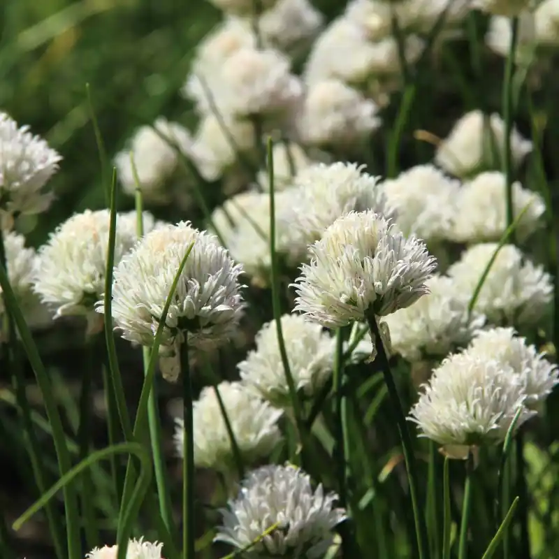 Tijdelijke aanbieding - Allium schoenoprasum ‘Corsican White‘