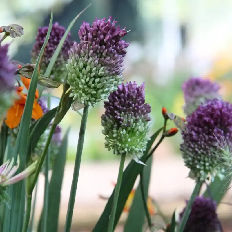 Tijdelijke actie | Allium sphaerocephalon