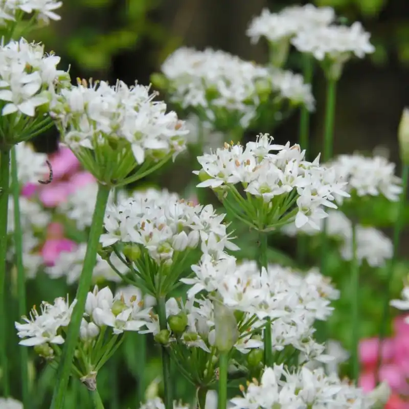 Populair | Allium tuberosum