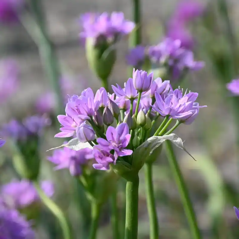 Allium unifolium - Koop vandaag