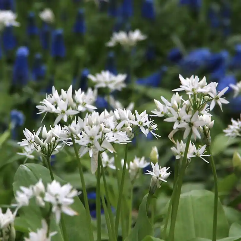 Allium ursinum subsp. ursinum - Deal