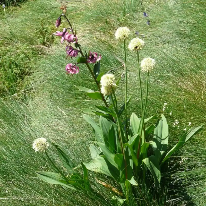 Shop nu - Allium victorialis