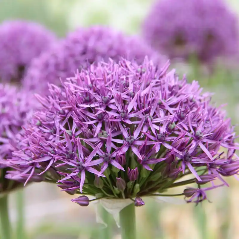 Gratis retourneren - Allium ‘Violet Beauty‘