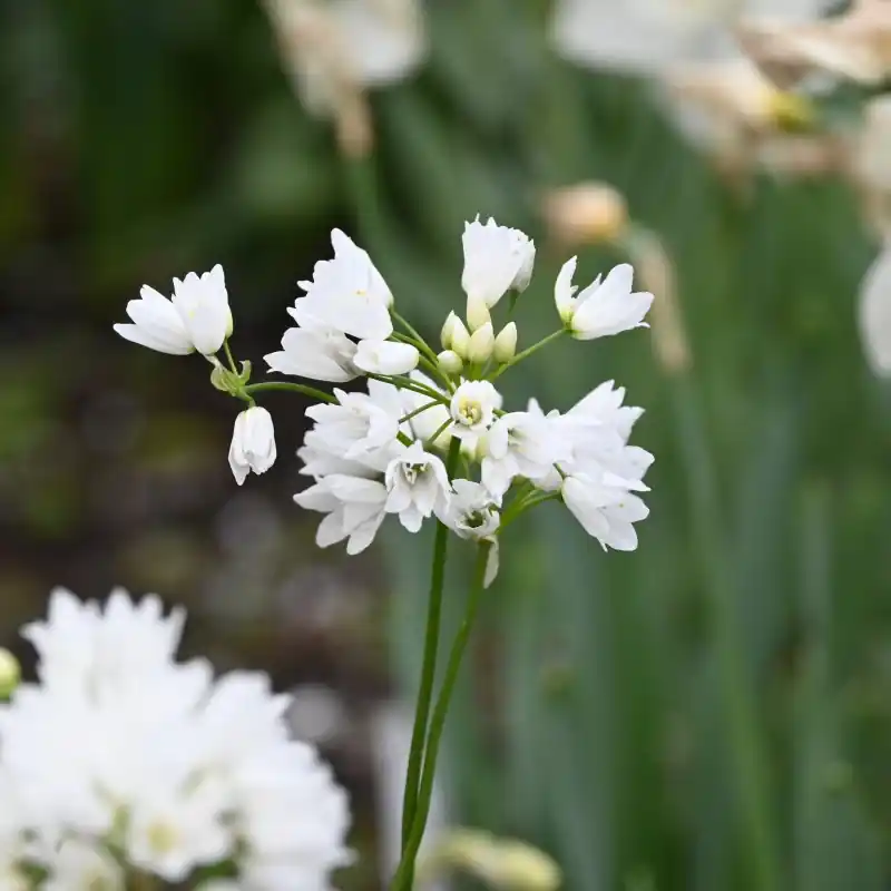Allium zebdanense - Professionele kwaliteit