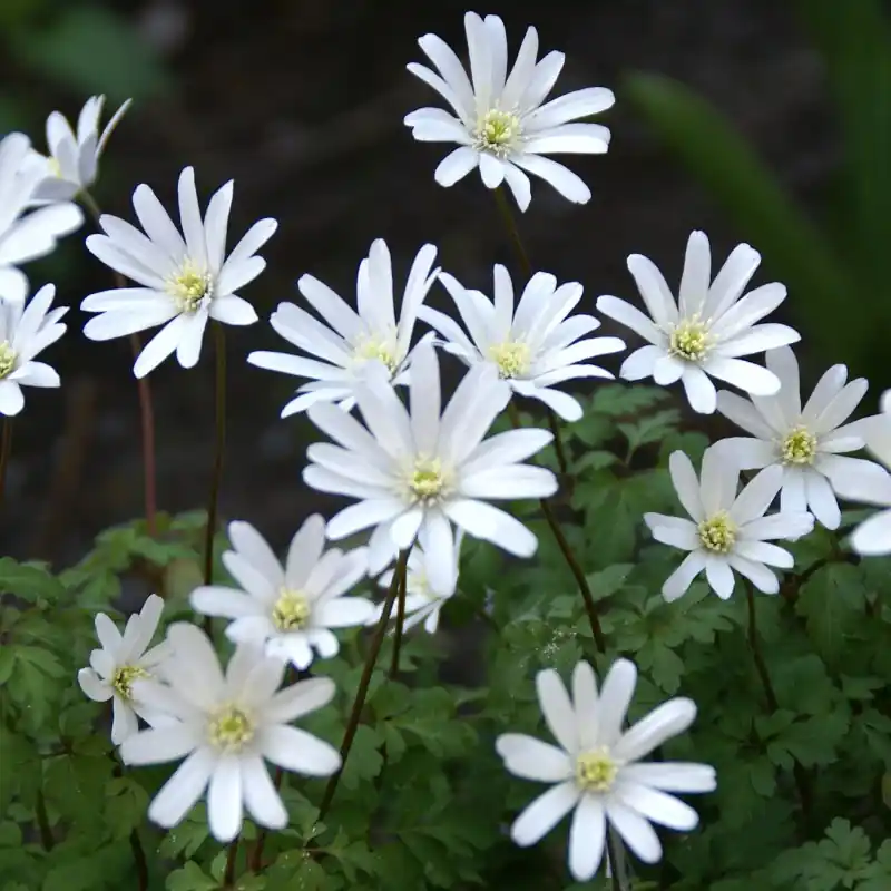 Anemone apennina var. albiflora | Net toegevoegd