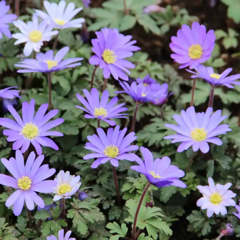 Topdeal - Anemone blanda ‘Blue Shades‘