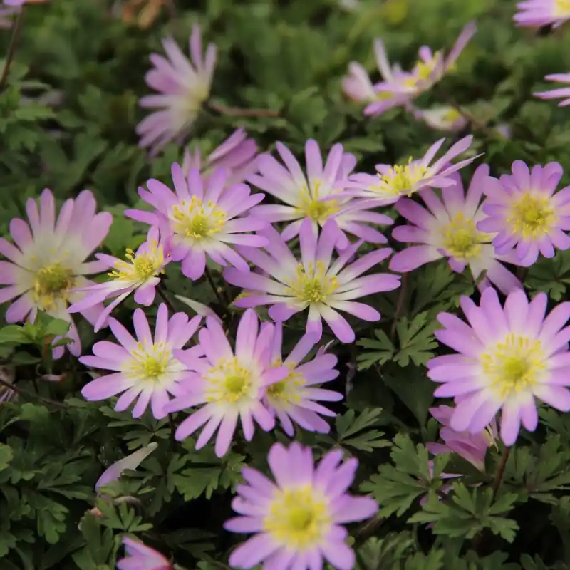Anemone blanda ‘Charmer‘ - Tijdelijke aanbieding