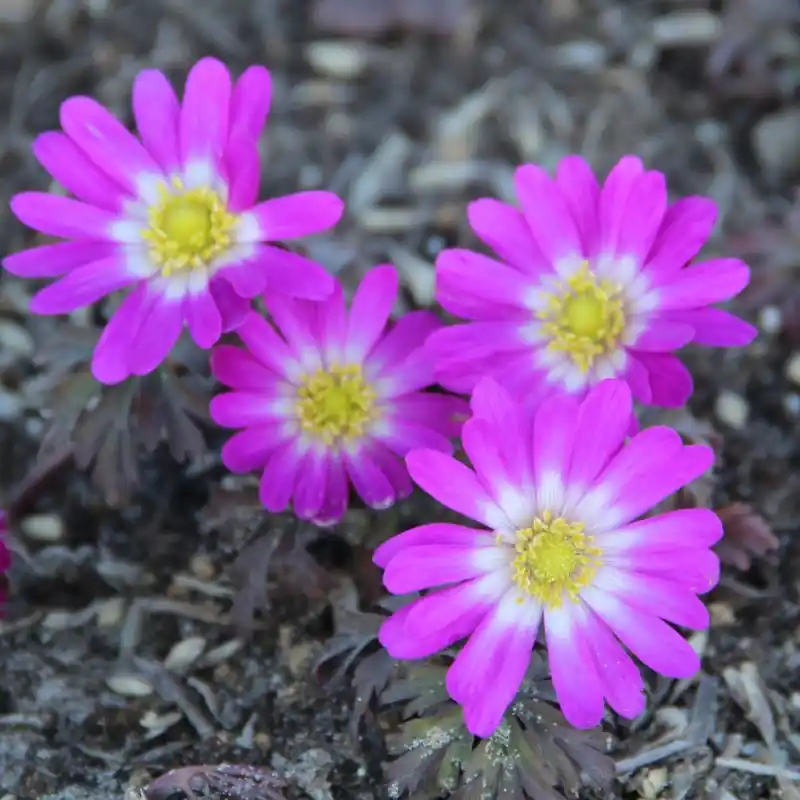 Anemone blanda ‘Radar‘ - Superprijs