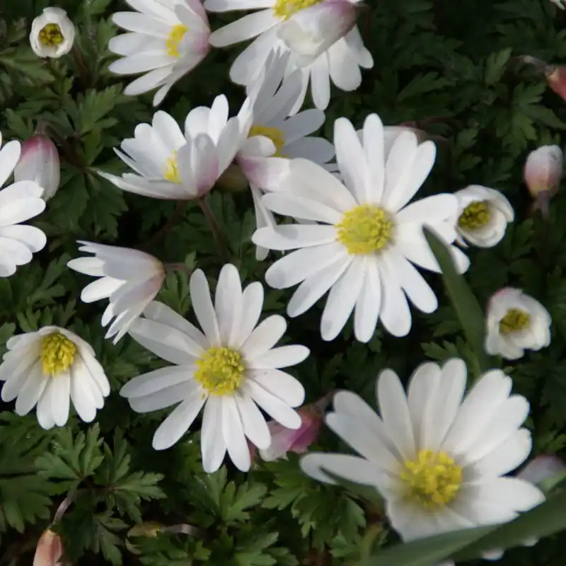 Anemone blanda ‘White Splendour‘ | Premium
