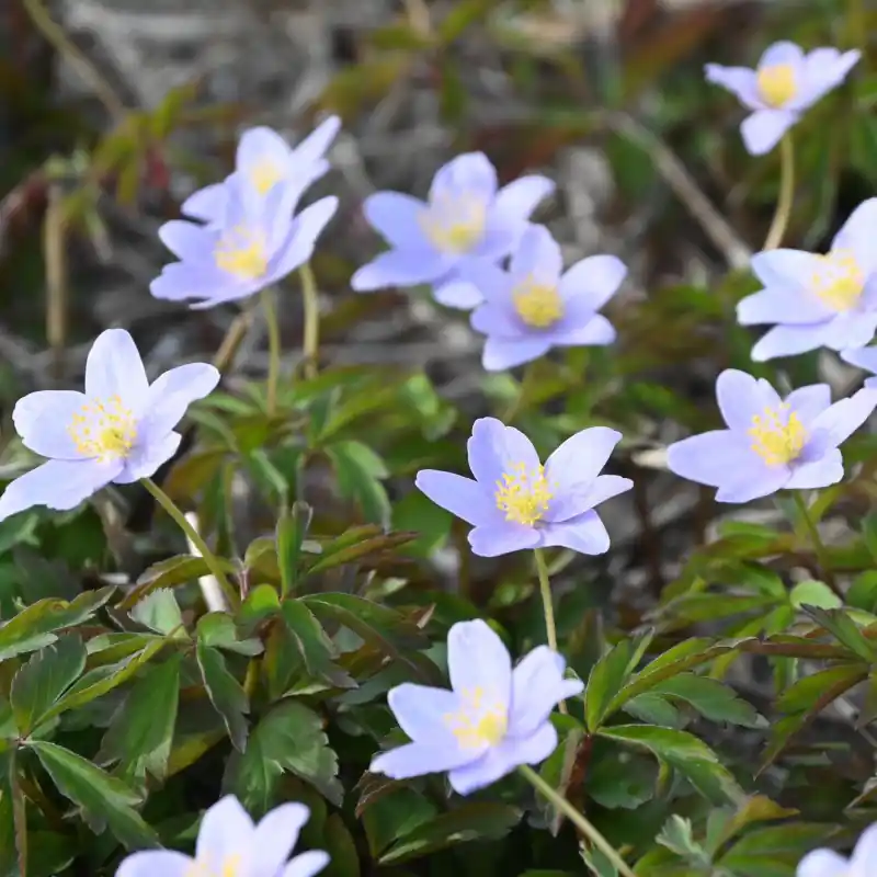 Anemone nemorosa ‘Robinsoniana‘ - Lage prijs