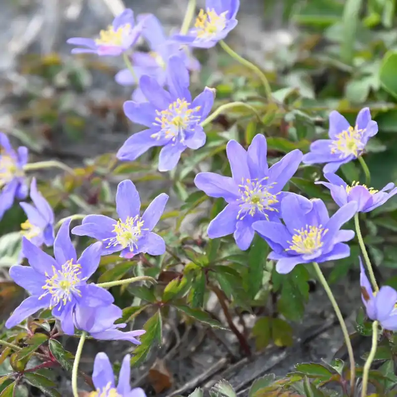 Nog enkele stuks - Anemone nemorosa ‘Royal Blue‘
