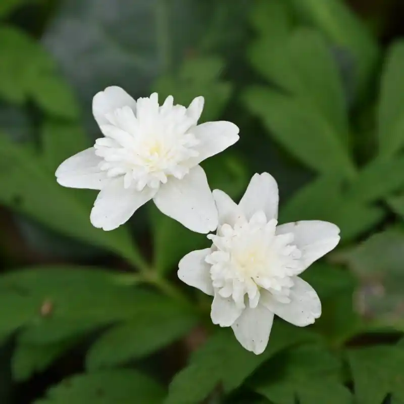 Tijdelijk aanbod - Anemone nemorosa ‘Vestal‘