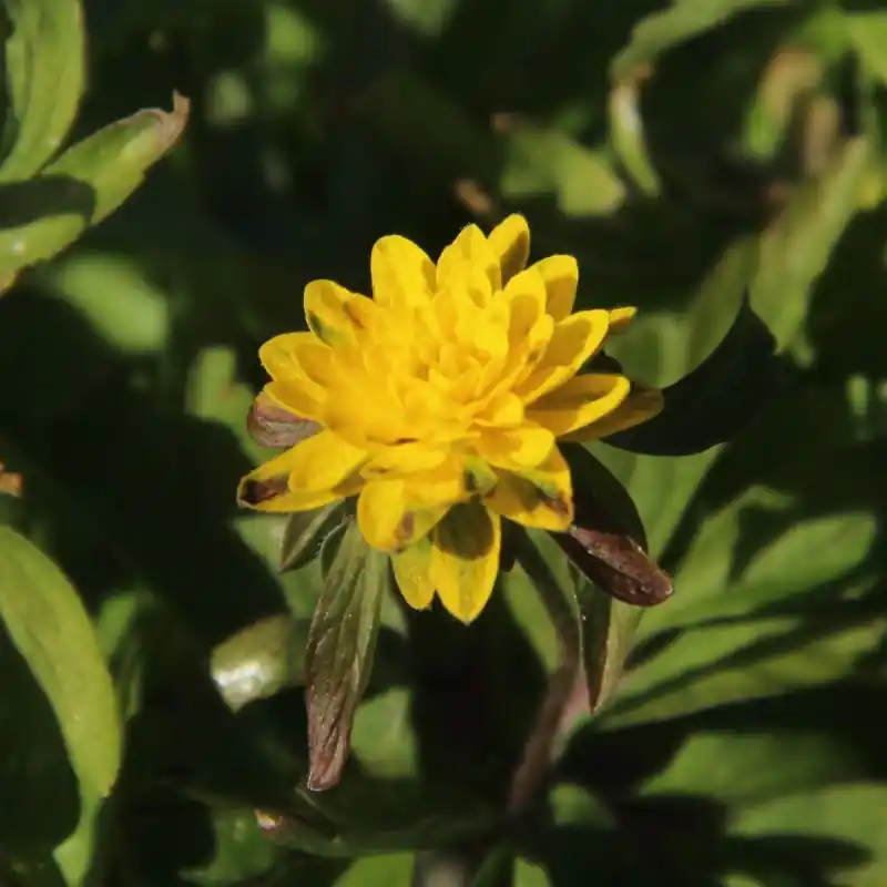 Sale | Anemone ranunculoides ‘Pleniflora‘