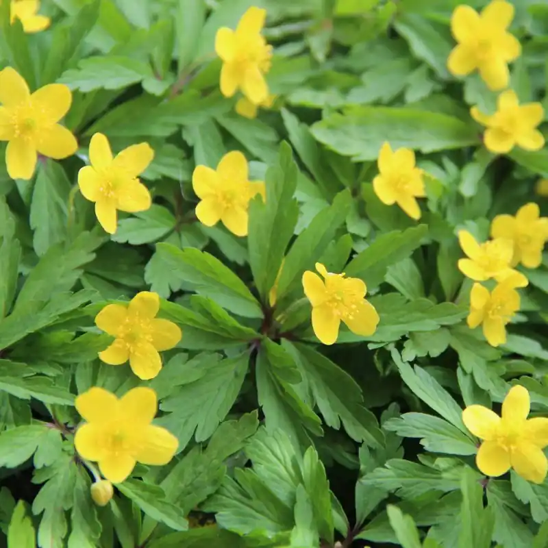 Bespaar meer - Anemone ranunculoides subsp. ranunculoides