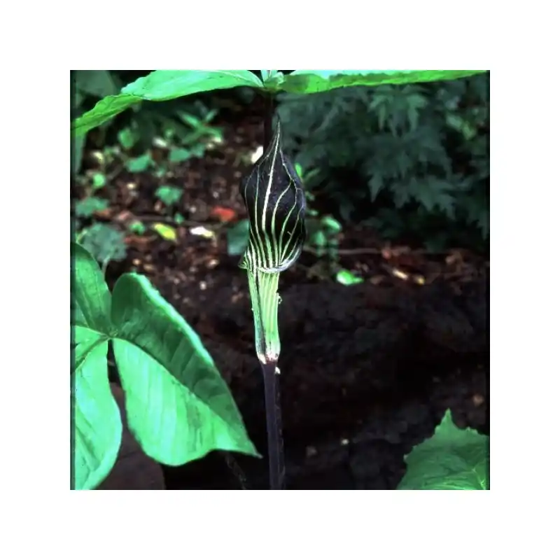 Net binnen - Arisaema triphyllum