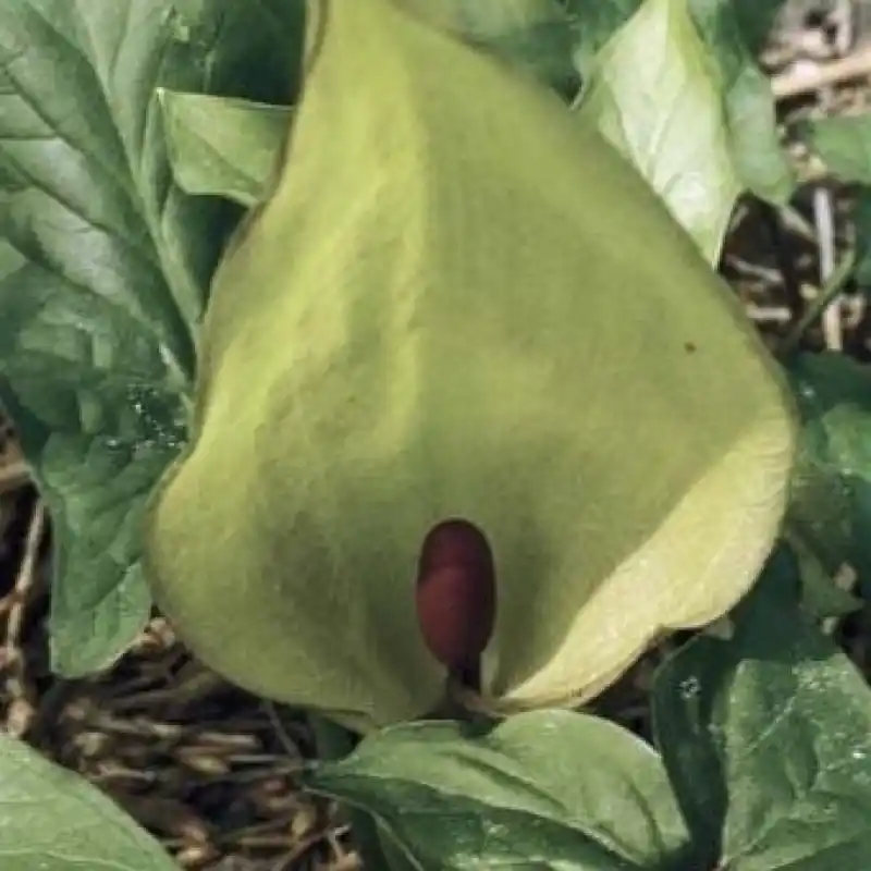 Arum maculatum | Direct van de fabrikant