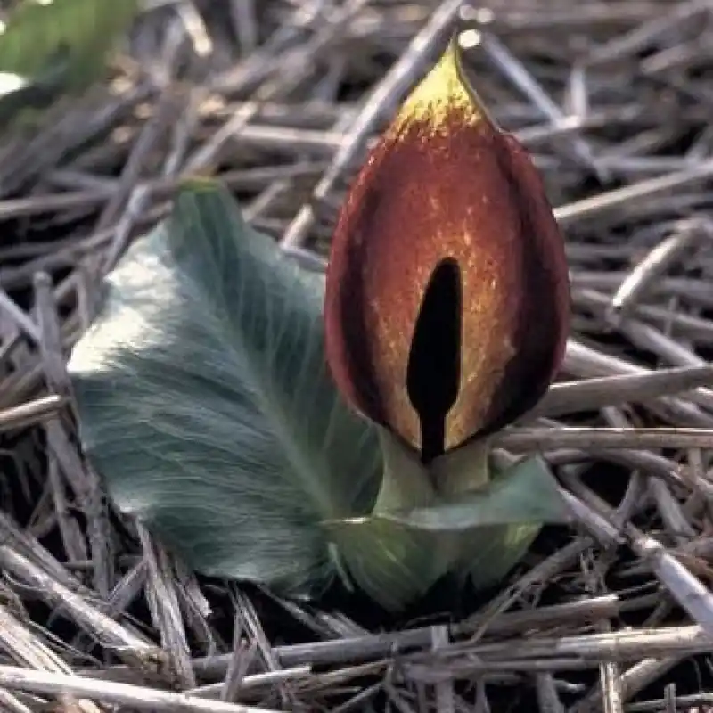 Erg populair | Arum pictum