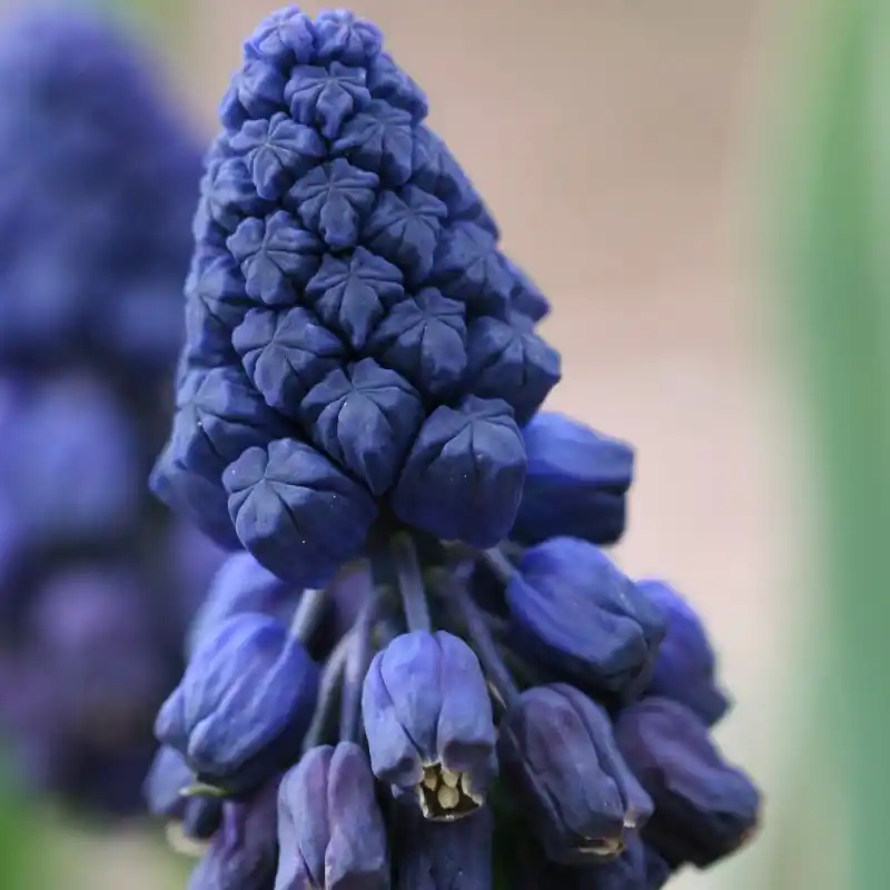 Eenvoudig retourneren - Bellevalia atroviolacea
