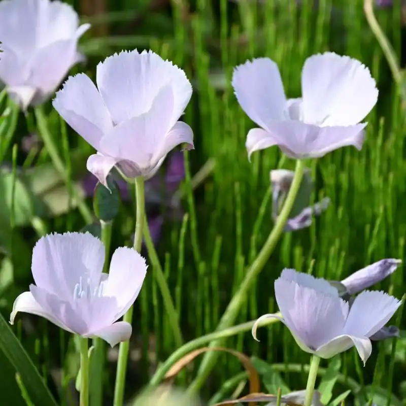 Calochortus ‘Cupido‘ | Hoge kwaliteit