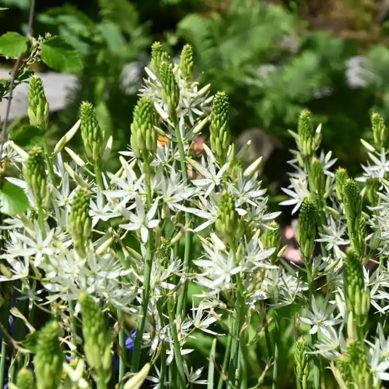 Camassia leichtlinii ‘Alba‘ | Bestseller
