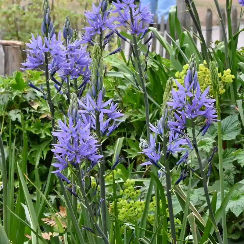 Camassia leichtlinii ‘Caerulea‘ | Hoog gewaardeerd
