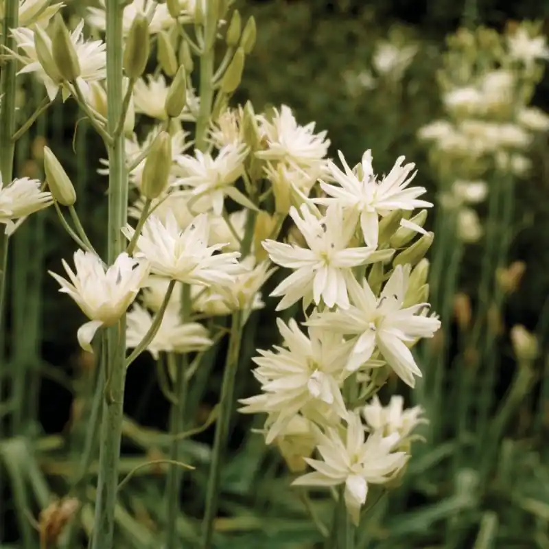 Koop vandaag | Camassia leichtlinii ‘Semiplena‘