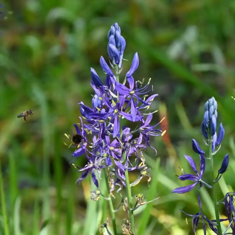 Camassia quamash | Eenvoudig retourneren