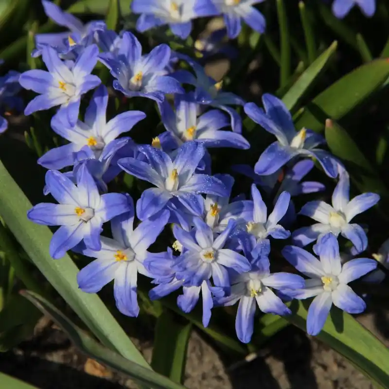 Chionodoxa siehei | Premiumkwaliteit