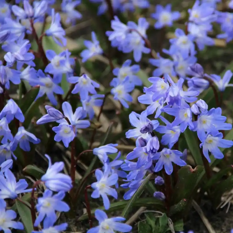 Voorraad bijna op - Chionodoxa ‘Blue Giant‘