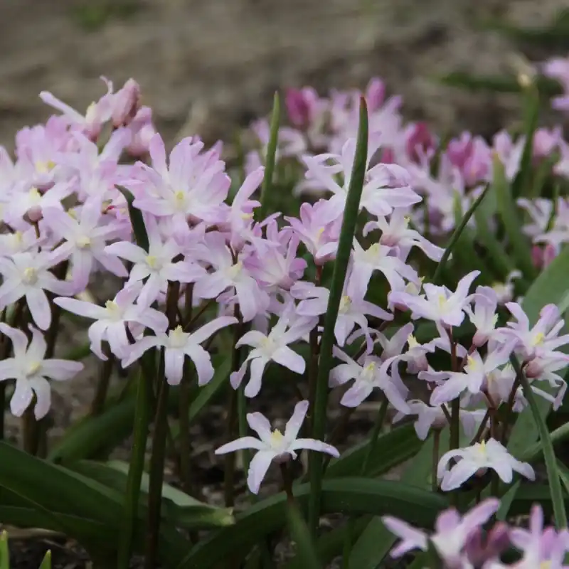 Chionodoxa ‘Pink Giant‘ - Populair