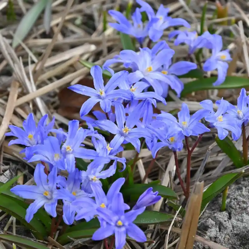 Premium - Chionodoxa luciliae