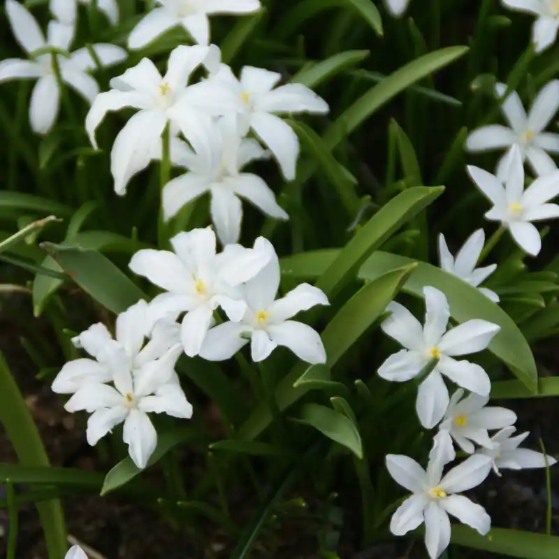 Laatste dagen | Chionodoxa luciliae ‘Alba‘