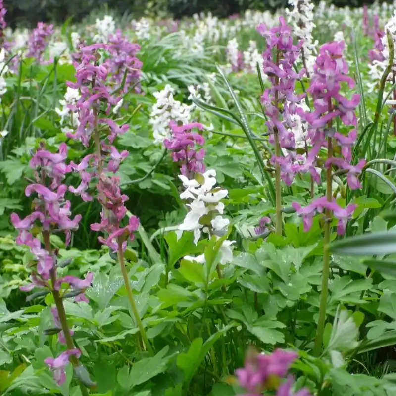 Corydalis cava - Bijna uitverkocht