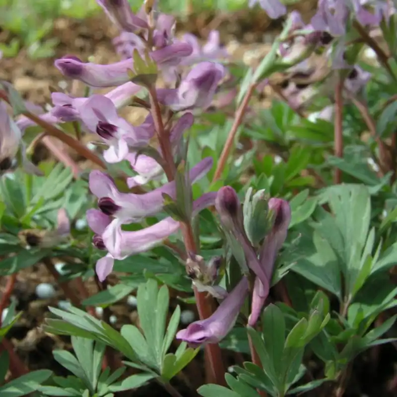 Nieuwe release - Corydalis paczoskii