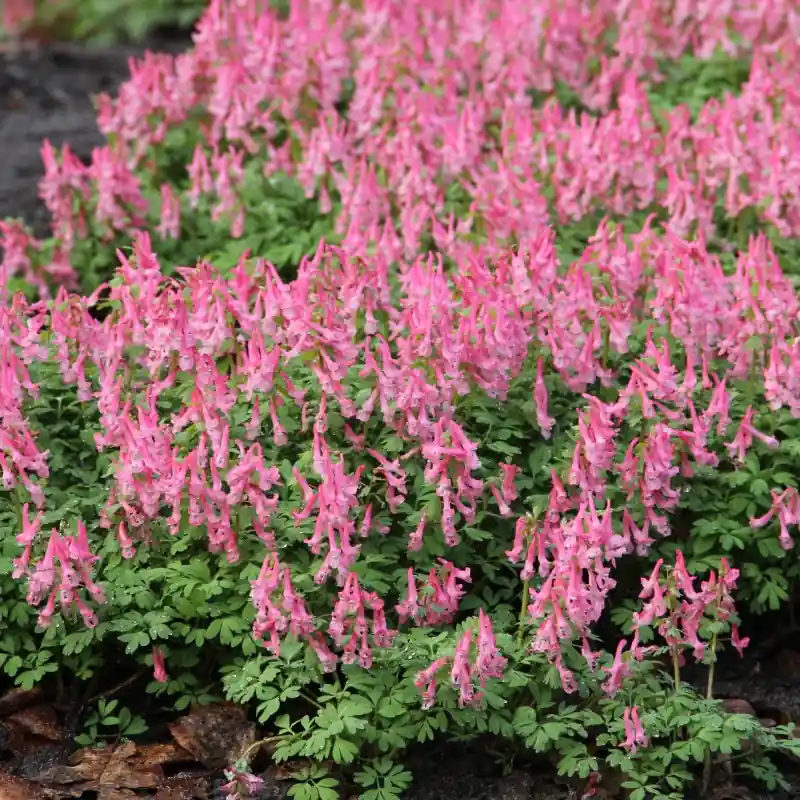 Corydalis solida ‘Beth Evans‘ | Outlet